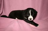 BORDER COLLIE 1302